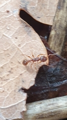 Myrmica