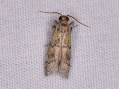 Cacotherapia flexilinealis