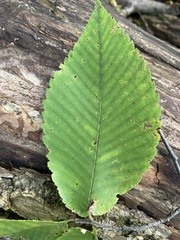 Ulmus thomasii