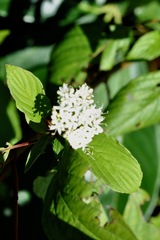 Cornus sanguinea