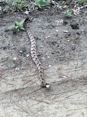 Crotalus horridus