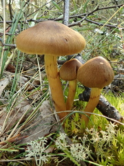 Dermocybe