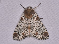 Harrisimemna trisignata