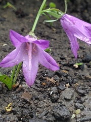 Campanula rapunculoides