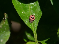 Oenopia conglobata