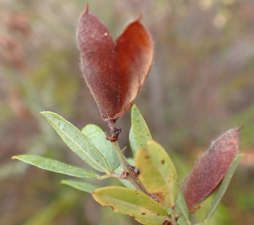 Image of Rhynchosia ciliata by (c) Nicola van Berkel, some rights reserved (CC BY-SA)