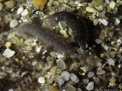 Branchellion torpedinis