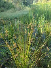 Juncus patens