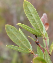 Rhynchosia ciliata