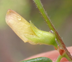 Rhynchosia ciliata