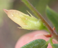 Rhynchosia ciliata