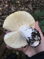Russula claroflava