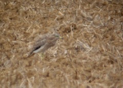 Burhinus oedicnemus
