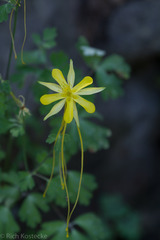 Aquilegia longissima