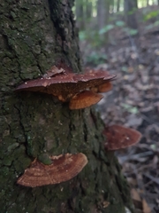 Daedaleopsis tricolor