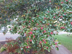 Crataegus persimilis