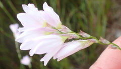 Ixia orientalis