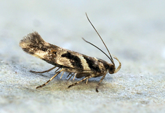 Aristotelia roseosuffusella