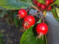 Crataegus persimilis
