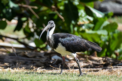 Threskiornis spinicollis