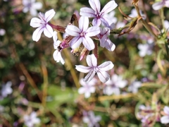 Plumbago europaea