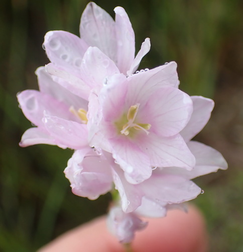 Image of Ixia orientalis by (c) Nicola van Berkel, some rights reserved (CC BY-SA)