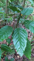 Claoxylon taitense