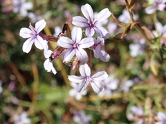 Plumbago europaea