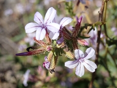 Plumbago europaea