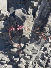 Penstemon richardsonii