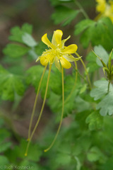 Aquilegia longissima