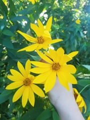 Helianthus strumosus