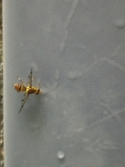 Tephritoidea