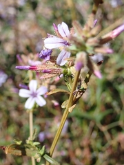Plumbago europaea