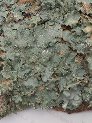 Punctelia jeckeri