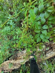 Rose rosette emaravirus