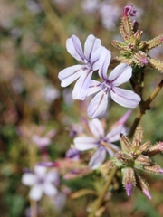 Plumbago europaea