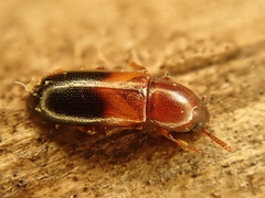 Corticeus bicolor