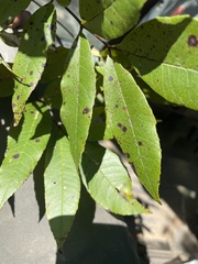 Carya pallida