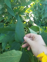 Helianthus strumosus