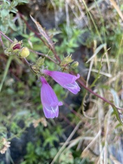 Penstemon richardsonii