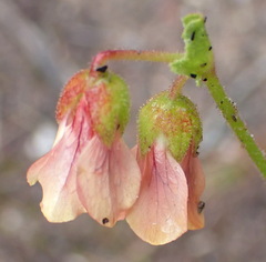 Hermannia diffusa