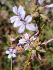 Plumbago europaea