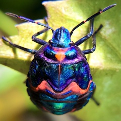 Tectocoris diophthalmus