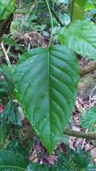 Claoxylon taitense