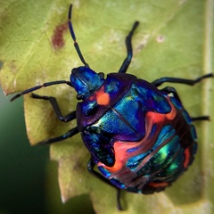 Tectocoris diophthalmus