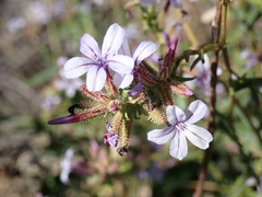 Plumbago europaea