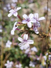 Plumbago europaea