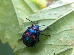 Tectocoris diophthalmus