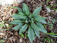 Cynoglossum officinale